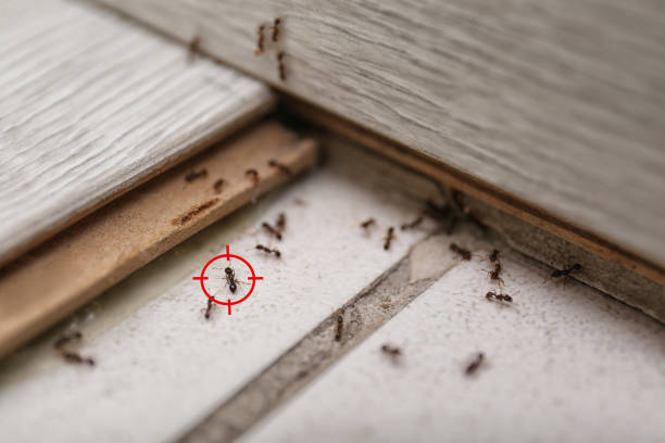 Best Pest Prevention Services  in Line Acres, MO